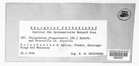 Phragmidium fragariae image